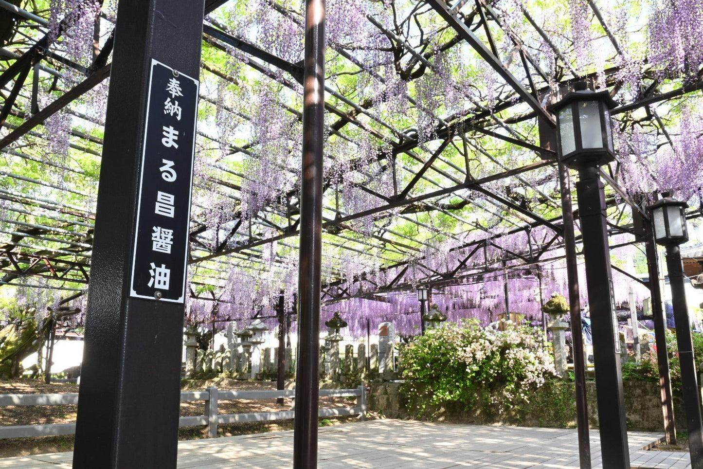 藤の花のシロップ漬け 藤まつり - まる昌醤油醸造元オンラインストア