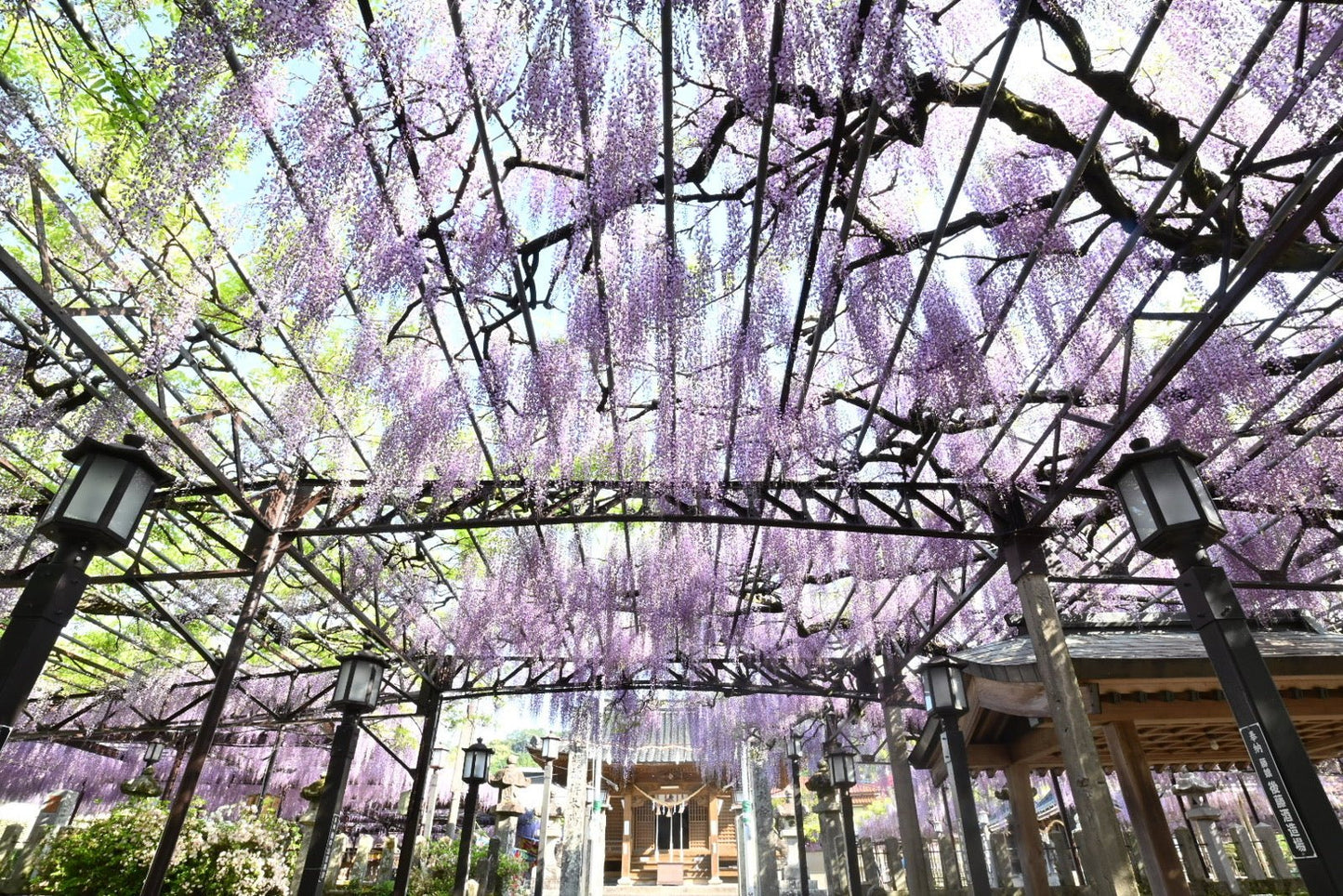 藤の花のシロップ漬け 藤まつり - まる昌醤油醸造元オンラインストア