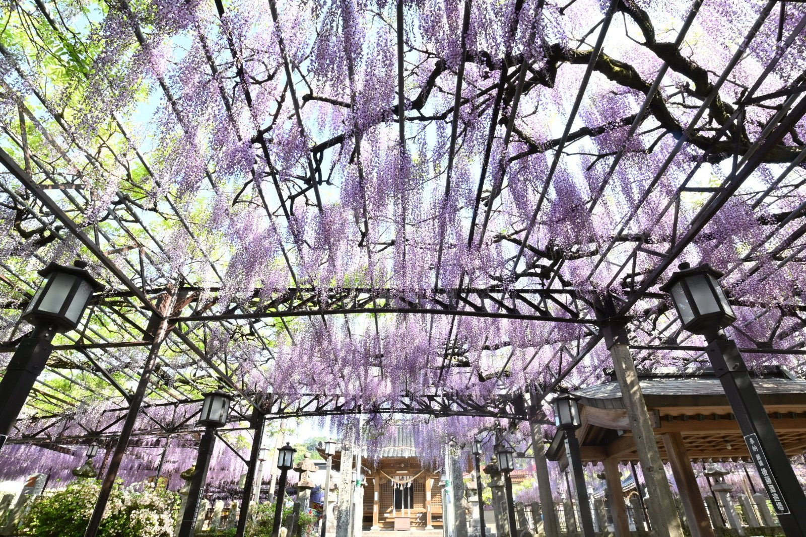 藤の花のシロップ漬け 藤まつり - まる昌醤油醸造元オンラインストア